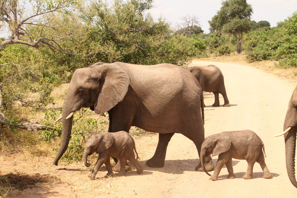 elephants - wildlife excursion